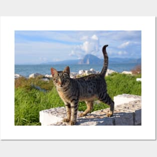 Greek Cat Posters and Art